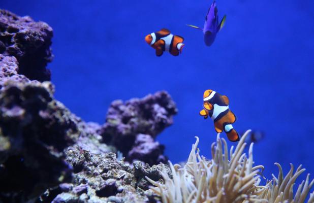 An image of underwater life.