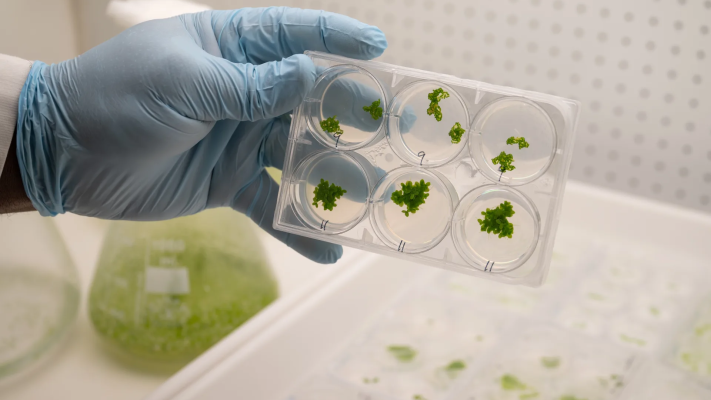 Plants for Space CRC_LEAF project