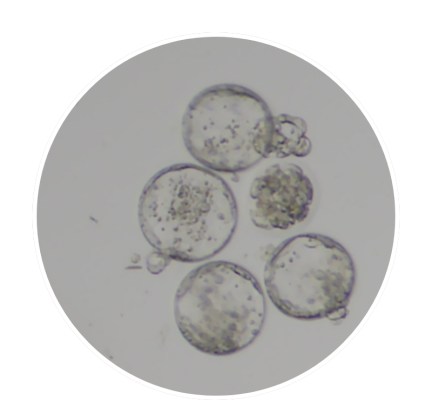 Representation of Embryos