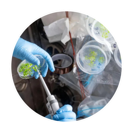 A thumbnail graphic that represents an Australian space sector highlight about Plants for Space 