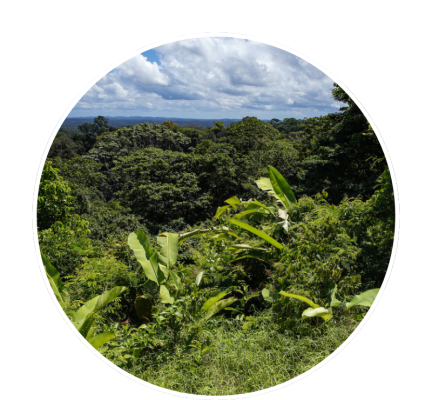French Guiana forests
