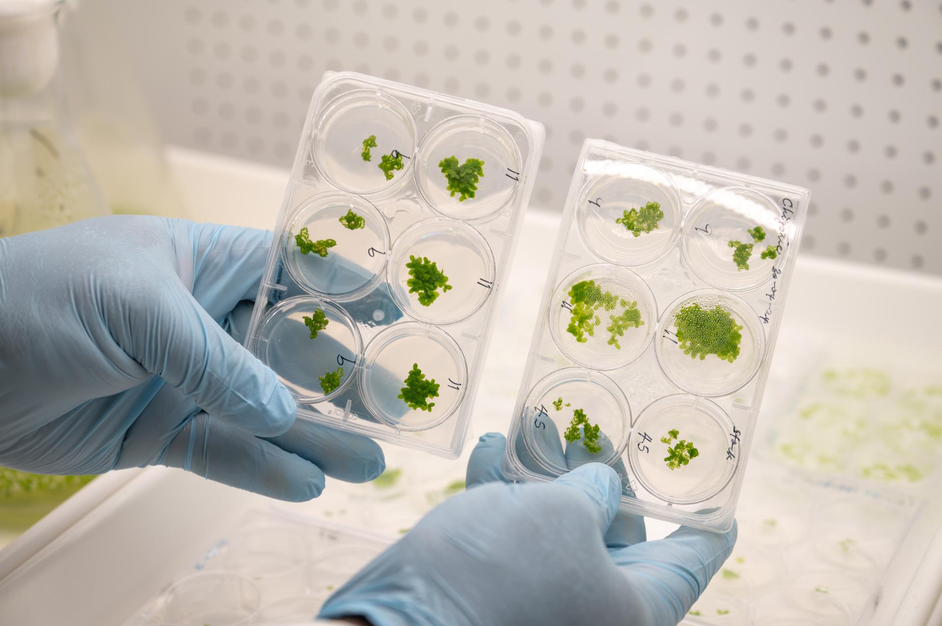 Duckweed - Credit: Naomi Jellicoe/ ARC Centre of Excellence in Plants for Space